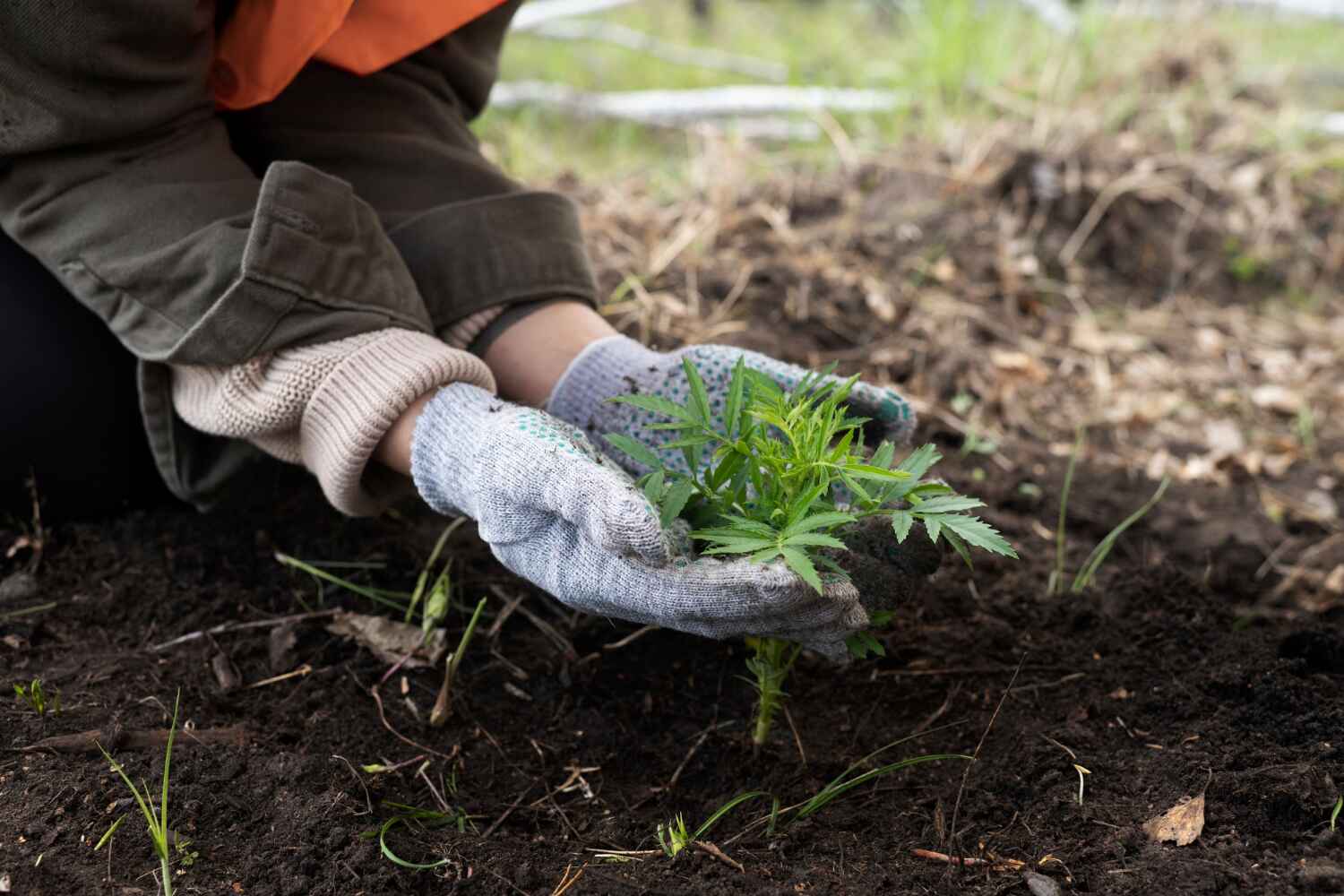 Best Tree Trimming Near Me  in USA